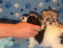 coton de tulear puppies for sale36