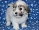 reggie2 coton de tulear puppy for sale w7