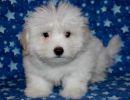rosa1 coton de tulear puppy for sale w12
