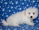 rosa2 coton de tulear puppy for sale w12