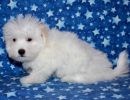 rosa3 coton de tulear puppy for sale w12
