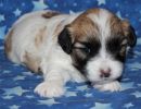 sabrina1 coton de tulear puppy for sale w3