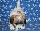 sabrina1 coton de tulear puppy for sale w36
