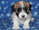sabrina1 coton de tulear puppy for sale w4