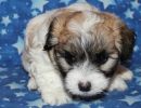 sabrina1 coton de tulear puppy for sale w5