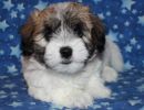 sabrina1 coton de tulear puppy for sale w7