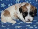 sabrina2 coton de tulear puppy for sale w3