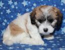 sabrina2 coton de tulear puppy for sale w35