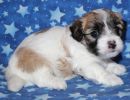 sabrina2 coton de tulear puppy for sale w4