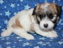 sabrina2 coton de tulear puppy for sale w5
