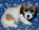 sabrina2 coton de tulear puppy for sale w7