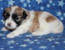 sabrina3 coton de tulear puppy for sale w3