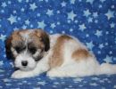 sabrina3 coton de tulear puppy for sale w320