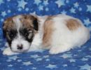 sabrina3 coton de tulear puppy for sale w4