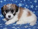 sabrina3 coton de tulear puppy for sale w5