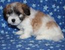 sabrina3 coton de tulear puppy for sale w7
