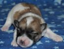 sassy1 cotondetulearpuppyforsalew1