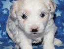 selena1 coton de tulear puppy for sale w3