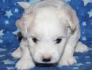 selena1 coton de tulear puppy for sale w4