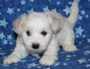 selena1 coton de tulear puppy for sale w5