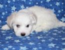 selena1 coton de tulear puppy for sale w6