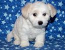 selena1 coton de tulear puppy for sale w7