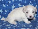 selena2 coton de tulear puppy for sale w3