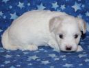 selena2 coton de tulear puppy for sale w4
