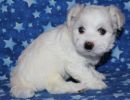 selena2 coton de tulear puppy for sale w5
