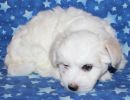 selena2 coton de tulear puppy for sale w6