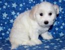 selena2 coton de tulear puppy for sale w7