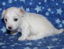 selena3 coton de tulear puppy for sale w3