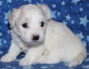 selena3 coton de tulear puppy for sale w4
