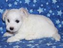 selena3 coton de tulear puppy for sale w5