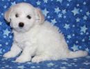 selena3 coton de tulear puppy for sale w6