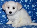 selena3 coton de tulear puppy for sale w7