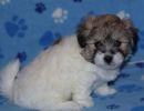 shiloh2 cotondetulearpuppyforsalew7