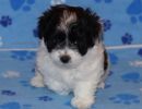 solomon1 cotondetulearpuppyforsalew7