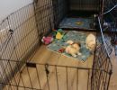 coton de tulear puppies for sale19
