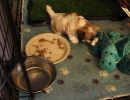 coton de tulear puppies for sale31