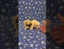 coton de tulear puppies for sale55