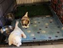 coton de tulear puppies for sale71